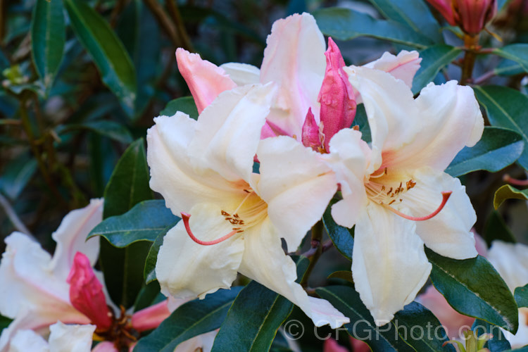 Rhododendron maddenii subsp. maddenii (syn. Rhododendron polyandrum</i>), a Himalayan subspecies of a fragrant flowered, 2m tall, evergreen shrub found from northern India through southern China and Burma to Vietnam