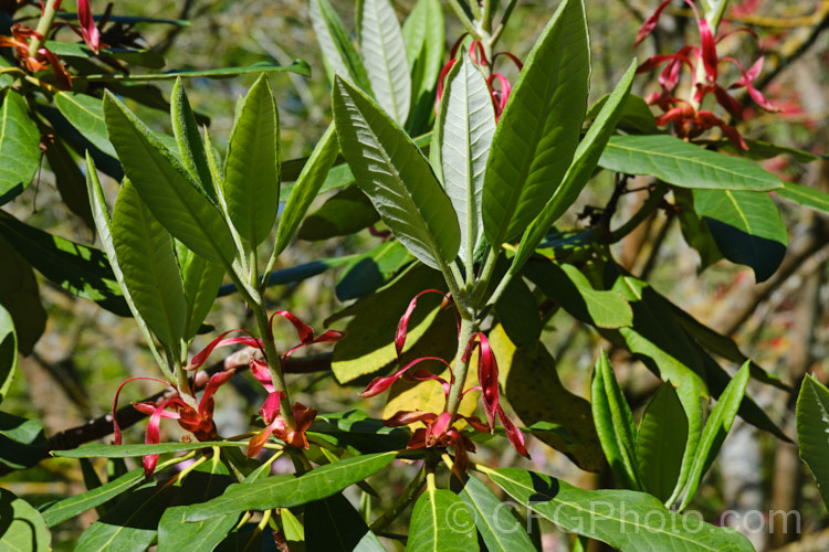 The protective scales on the flower bud of a rhododendron