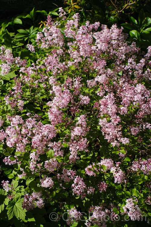 Syringa meyeri 'Palibin', a compact, light lavender pink-flowered cultivar of 15m tall, purple-flowered deciduous spring-flowering shrub native to northern China 'Palibin' grows to around 60cm tall x 1m wide. Order: Lamiales, Family: Oleaceae