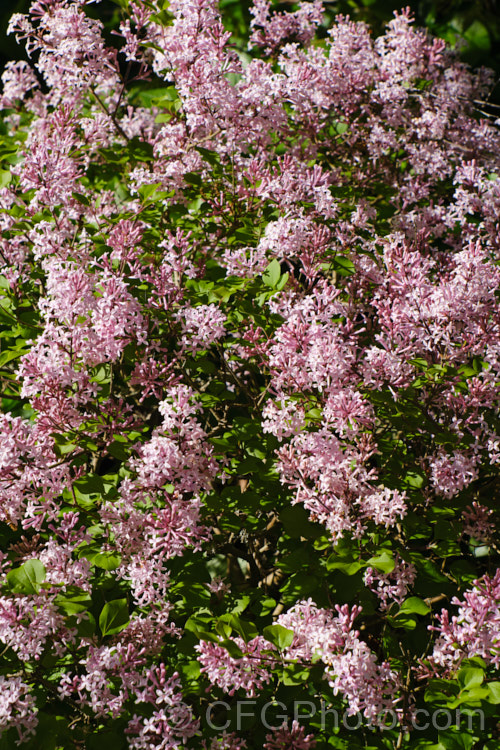 Syringa meyeri 'Palibin', a compact, light lavender pink-flowered cultivar of 15m tall, purple-flowered deciduous spring-flowering shrub native to northern China 'Palibin' grows to around 60cm tall x 1m wide. Order: Lamiales, Family: Oleaceae