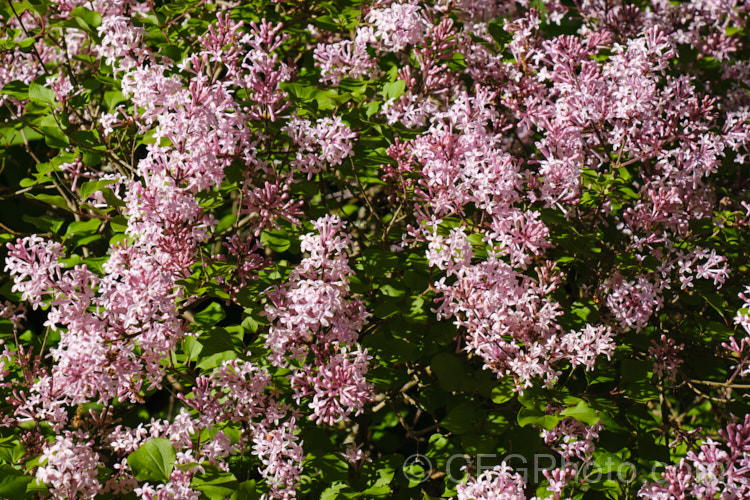 Syringa meyeri 'Palibin', a compact, light lavender pink-flowered cultivar of 15m tall, purple-flowered deciduous spring-flowering shrub native to northern China 'Palibin' grows to around 60cm tall x 1m wide. Order: Lamiales, Family: Oleaceae