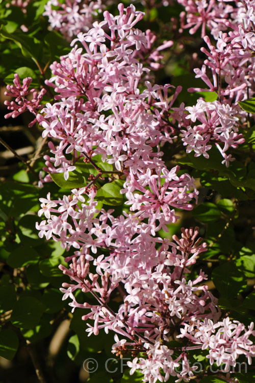 Syringa meyeri 'Palibin', a compact, light lavender pink-flowered cultivar of 15m tall, purple-flowered deciduous spring-flowering shrub native to northern China 'Palibin' grows to around 60cm tall x 1m wide. Order: Lamiales, Family: Oleaceae