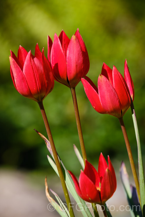 Tulipa linifolia, native to central Asia, northern Iran and Afghanistan, this tulip species is notable for its grassy foliage and small, intensely coloured flowers. Order: Liliales, Family: Liliaceae