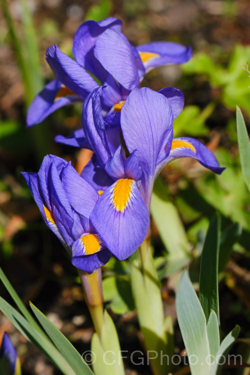 Dwarf Violet Iris (<i>Iris verna</i>), the flowers of this low-growing, spring-floweringAmerican iris range from pale violet to deep blue. It occurs naturally over the southeastern quarter of North America.