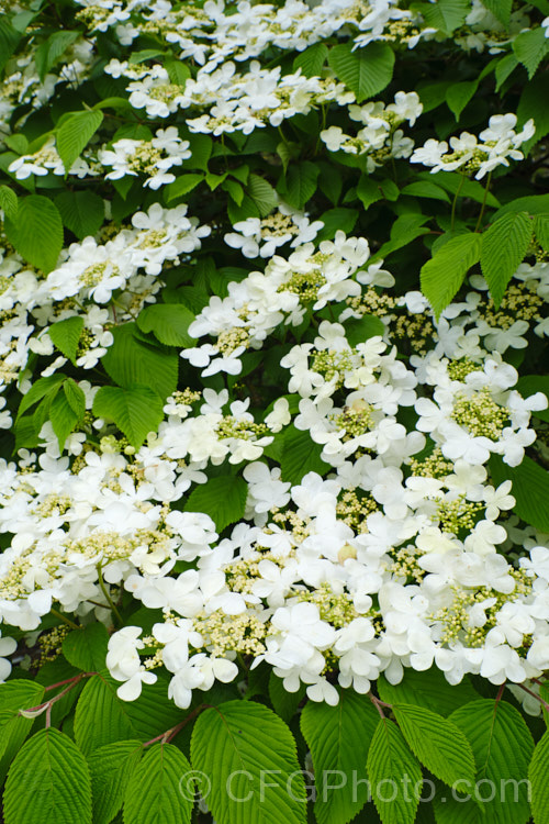 Viburnum plicatum 'Mariesii', a form of a common. Chinese and Japanese spring-flowering deciduous shrub in which the branches are strongly horizontal, creating a tiered effect. viburnum-2081htm'>Viburnum. <a href='adoxaceae-plant-family-photoshtml'>Adoxaceae</a>.