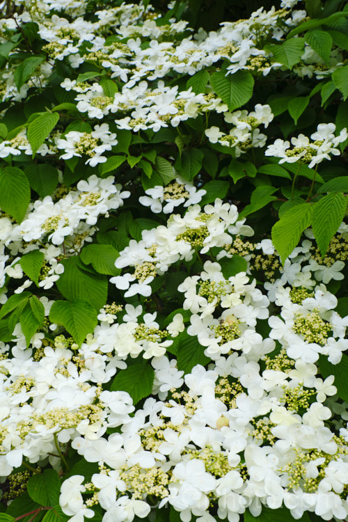 Viburnum plicatum 'Mariesii', a form of a common. Chinese and Japanese spring-flowering deciduous shrub in which the branches are strongly horizontal, creating a tiered effect. viburnum-2081htm'>Viburnum. <a href='adoxaceae-plant-family-photoshtml'>Adoxaceae</a>.