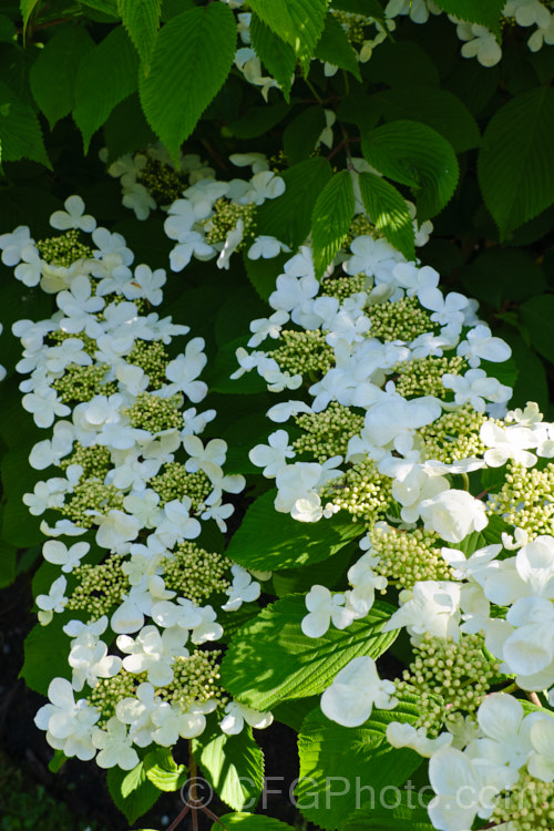Viburnum plicatum 'Mariesii', a form of a common. Chinese and Japanese spring-flowering deciduous shrub in which the branches are strongly horizontal, creating a tiered effect. viburnum-2081htm'>Viburnum. <a href='adoxaceae-plant-family-photoshtml'>Adoxaceae</a>.
