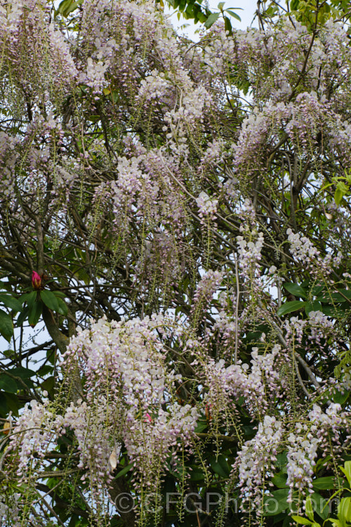 Wisteria floribunda 'Kuchi-beni' (syn 'Lipstick'), a pink and white-flowered cultivar of the Japanese Wisteria. Although probably quite an old cultivar, it entered cultivation in the West in 1830. wisteria-2308htm'>Wisteria.