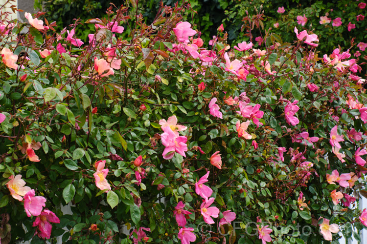 Rosa chinensis 'Mutabilis' (syn 'Tipo. Ideale'), a 25m high form of the China. Rose with bronze new foliage and flowers opening yellow ageing to red. Often all colours of the flower can be seen on the bush at one time. Rosaceae