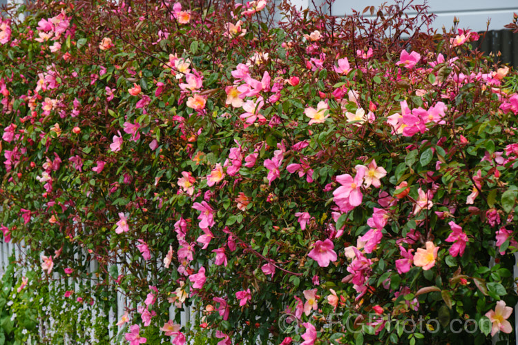 Rosa chinensis 'Mutabilis' (syn 'Tipo. Ideale'), a 25m high form of the China. Rose with bronze new foliage and flowers opening yellow ageing to red. Often all colours of the flower can be seen on the bush at one time. Rosaceae