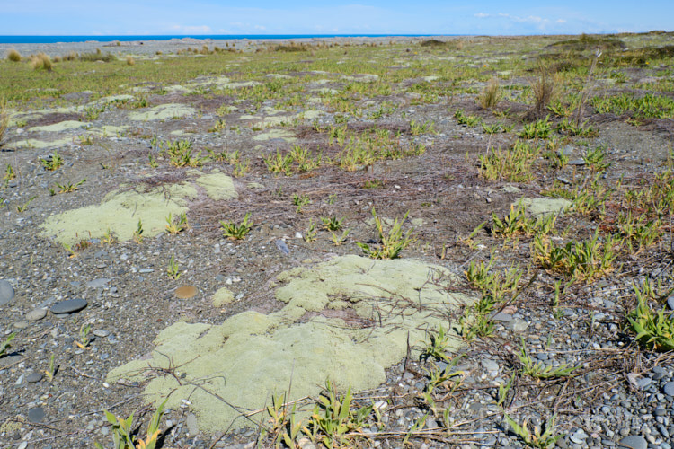 Raoulia australis, a New Zealand scabweed found in from the coast to quite high altitudes. It usually grows as a very flat mat but can mound somewhat at the centre. In summer it often turns golden with masses of petalless flowerheads