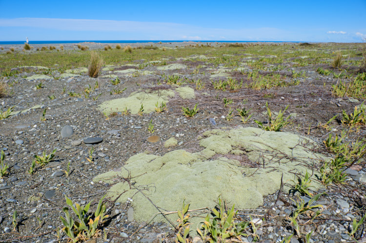 Raoulia australis, a New Zealand scabweed found in from the coast to quite high altitudes. It usually grows as a very flat mat but can mound somewhat at the centre. In summer it often turns golden with masses of petalless flowerheads
