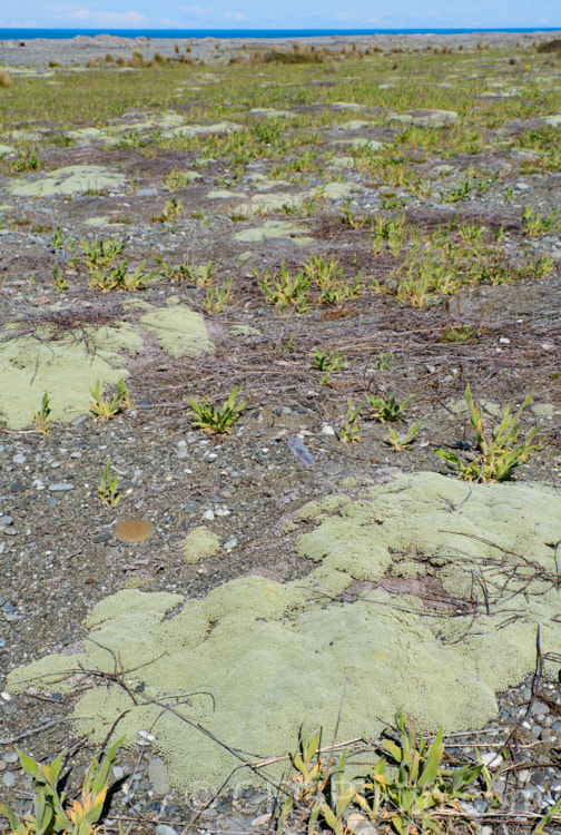 Raoulia australis, a New Zealand scabweed found in from the coast to quite high altitudes. It usually grows as a very flat mat but can mound somewhat at the centre. In summer it often turns golden with masses of petalless flowerheads