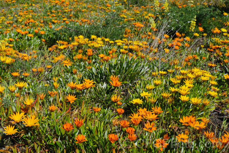 Bedding gazanias that have naturalised, growing on a gravel beach. These garden hybrids of South African species are really perennials, but they are often massed and treated as summer-flowering annuals. In suitably mild areas, they readily naturalise.