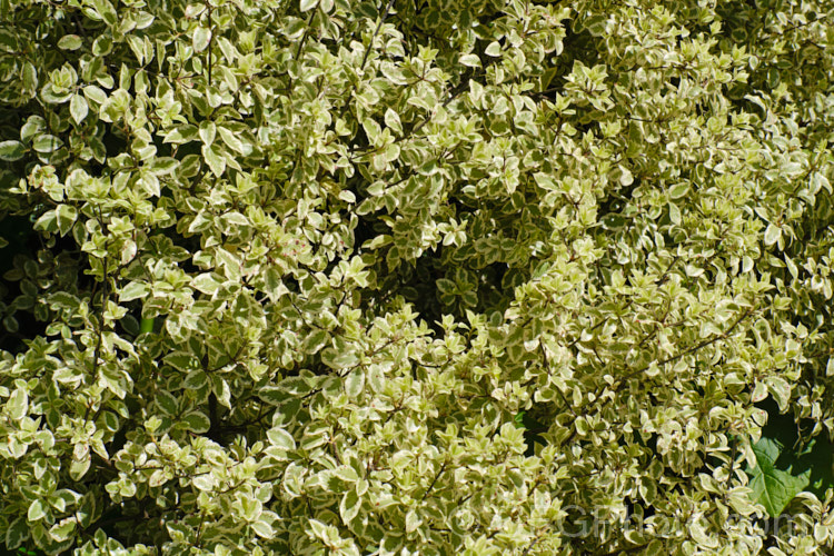 Pittosporum tenuifolium 'Marjorie. Channon', a striking. British-raised variegated foliage cultivar with clearly delineated cream leaf margins. It grows to around 45m tall Order: Apiales, Family: Pittosporaceae