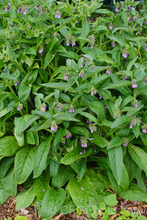 Russian Comfrey (<i>Symphytum x uplandicum</i>), this natural hybrid between Symphytum asperum and Symphytum officinale is found over much of Europe. It is a spring-flowering perennial with flowers that open pink and develop bluish tones as they age. The plant can reach 2m tall symphytum-2299htm'>Symphytum.