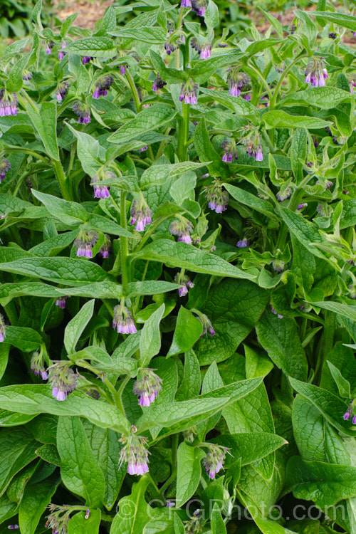 Russian Comfrey (<i>Symphytum x uplandicum</i>), this natural hybrid between Symphytum asperum and Symphytum officinale is found over much of Europe. It is a spring-flowering perennial with flowers that open pink and develop bluish tones as they age. The plant can reach 2m tall symphytum-2299htm'>Symphytum.