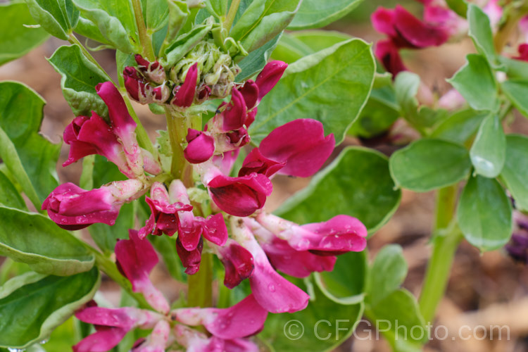 Vicia faba 'Red Epicure', a red-flowered form of Broad. Bean or Faba. Bean, a starchy bean native to North Africa and southwest Asia. It is usually planted in autumn, flowers in spring and fruits in late spring-early summer. vicia-3388htm'>Vicia.
