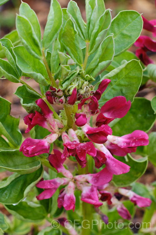 Vicia faba 'Red Epicure', a red-flowered form of Broad. Bean or Faba. Bean, a starchy bean native to North Africa and southwest Asia. It is usually planted in autumn, flowers in spring and fruits in late spring-early summer. vicia-3388htm'>Vicia.
