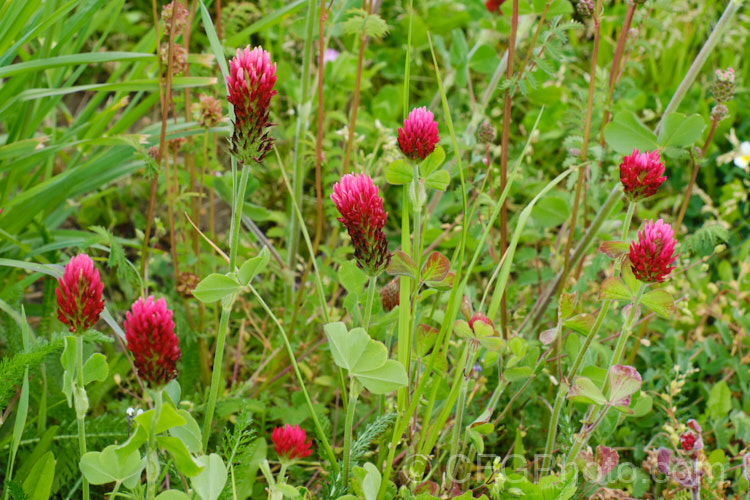 Crimson Clover or Italian Clover (<i>Trifolium incarnatum</i>), an annual or short-lived perennial clover originally native to Europe but now widely cultivated in the perennial zones. The inflorescence can be up to 5cm long. trifolium-3369htm'>Trifolium.