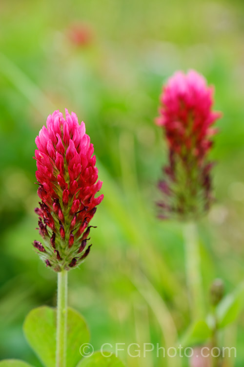 Crimson Clover or Italian Clover (<i>Trifolium incarnatum</i>), an annual or short-lived perennial clover originally native to Europe but now widely cultivated in the perennial zones. The inflorescence can be up to 5cm long. trifolium-3369htm'>Trifolium.