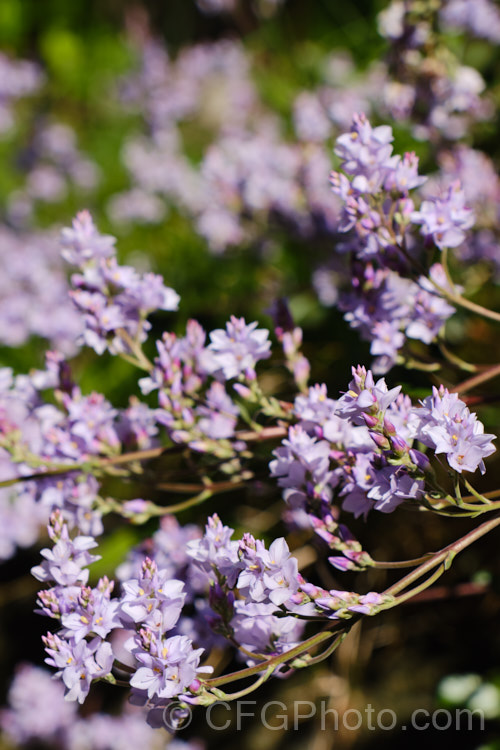 New Zealand Lilac (<i>Veronica hulkeana [syns. Heliohebe hulkeana, Hebe hulkeana]), a spring-flowering evergreen shrub found on rocky banks in North Canterbury and Marlborough, New Zealand It is popular in gardens but is often short-lived in cultivation