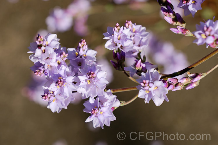 New Zealand Lilac (<i>Veronica hulkeana [syns. Heliohebe hulkeana, Hebe hulkeana]), a spring-flowering evergreen shrub found on rocky banks in North Canterbury and Marlborough, New Zealand It is popular in gardens but is often short-lived in cultivation