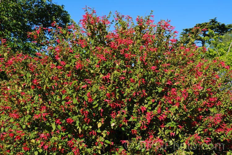 Mexican Scarlet Sage (<i>Salvia gesneriiflora</i>), a large, bushy sage native to the Eastern Sierra Madre of Mexico, where it occurs at elevations of 2,400-3,300m. It produces its red flowers in spring and then again in autumn. Although the plant can become very large, over 5m tall, in cultivation it is rarely allowed to exceed 15m high and wide. Order: Lamiales, Family: Lamiaceae