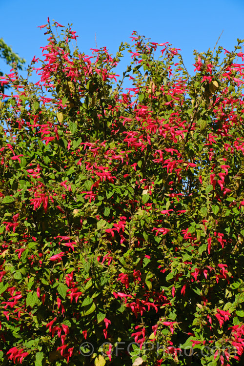 Mexican Scarlet Sage (<i>Salvia gesneriiflora</i>), a large, bushy sage native to the Eastern Sierra Madre of Mexico, where it occurs at elevations of 2,400-3,300m. It produces its red flowers in spring and then again in autumn. Although the plant can become very large, over 5m tall, in cultivation it is rarely allowed to exceed 15m high and wide. Order: Lamiales, Family: Lamiaceae