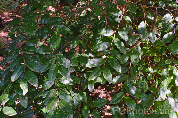 Large-leaved Milk Tree or Turepo (<i>Streblus banksii [syn. Paratrophis banksii]), an evergreen shrub to small tree found over much of New Zealand. When young it is a dense shrub with a divaricating tangle of wiry branches with tiny leaves, but as it matures it develops an erect habit and the leaves become larger. The small cream to buff flowers are followed by red fruits. The name milk tree comes from the sweet milky sap that exudes from the trunk when cut. Early European settlers in New Zealand sometimes used it as a substitute for milk and sugar in tea or coffee. Order: Rosales, Family: Moraceae