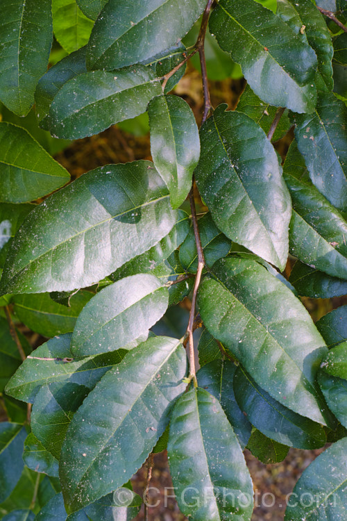 Large-leaved Milk Tree or Turepo (<i>Streblus banksii [syn. Paratrophis banksii]), an evergreen shrub to small tree found over much of New Zealand. When young it is a dense shrub with a divaricating tangle of wiry branches with tiny leaves, but as it matures it develops an erect habit and the leaves become larger. The small cream to buff flowers are followed by red fruits. The name milk tree comes from the sweet milky sap that exudes from the trunk when cut. Early European settlers in New Zealand sometimes used it as a substitute for milk and sugar in tea or coffee. Order: Rosales, Family: Moraceae