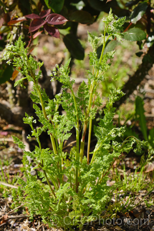 Common Hedge. Parsley (<i>Torilis arvensis</i>), a 30-60cm tall, spring- to early summer-flowering hardy annual that is widely considered to be a minor weed. Its tiny white flowers are followed by seedpods covered with tiny hooks. The pods are very difficult to removed from clothing, hence one of the common names: sock-destroyer. Order: Apiales, Family: Apiaceae