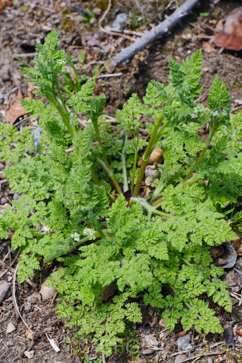 Common Hedge. Parsley (<i>Torilis arvensis</i>), a 30-60cm tall, spring- to early summer-flowering hardy annual that is widely considered to be a minor weed. Its tiny white flowers are followed by seedpods covered with tiny hooks. The pods are very difficult to removed from clothing, hence one of the common names: sock-destroyer. Order: Apiales, Family: Apiaceae
