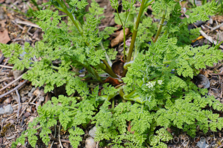 Common Hedge. Parsley (<i>Torilis arvensis</i>), a 30-60cm tall, spring- to early summer-flowering hardy annual that is widely considered to be a minor weed. Its tiny white flowers are followed by seedpods covered with tiny hooks. The pods are very difficult to removed from clothing, hence one of the common names: sock-destroyer. Order: Apiales, Family: Apiaceae