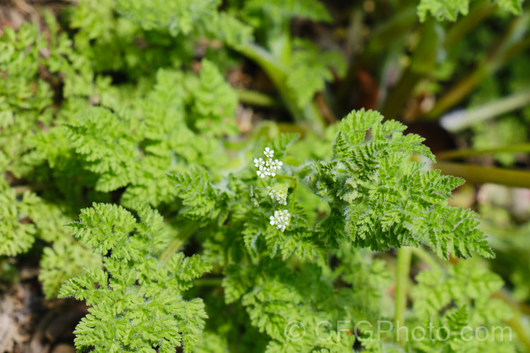 Common Hedge. Parsley (<i>Torilis arvensis</i>), a 30-60cm tall, spring- to early summer-flowering hardy annual that is widely considered to be a minor weed. Its tiny white flowers are followed by seedpods covered with tiny hooks. The pods are very difficult to removed from clothing, hence one of the common names: sock-destroyer. Order: Apiales, Family: Apiaceae