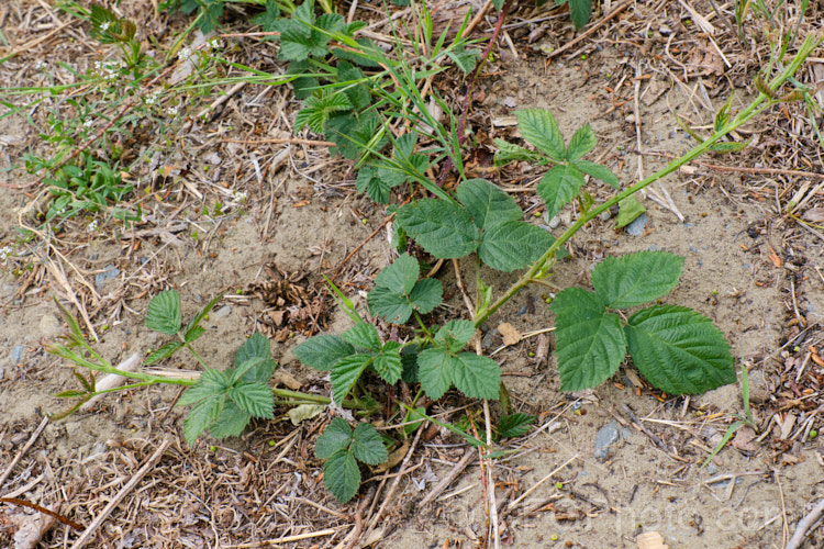 Blackberry (<i>Rubus fruticosus aggregate</i>), starting to spread quickly in sandy soil. This strong-growing, deciduous bramble has very thorny stems and deliciously tart fruit. It is widely naturalised in the temperate zones and because of its rampant growth it is often considered a weed. The specific status of the blackberry is undecided, and it may be a natural hybrid of several Eurasian and/or North American species.