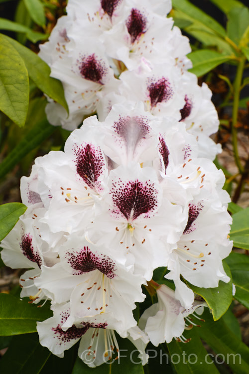 Rhododendron 'Sappho' (parentage unknown</i>), a dark-leaved, vigorous 2-35m tall shrub with strikingly contrasting flower colours. It is an old hybrid that dates from before 1847