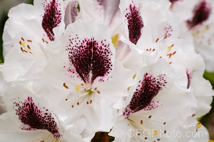Rhododendron 'Sappho' (parentage unknown</i>), a dark-leaved, vigorous 2-35m tall shrub with strikingly contrasting flower colours. It is an old hybrid that dates from before 1847