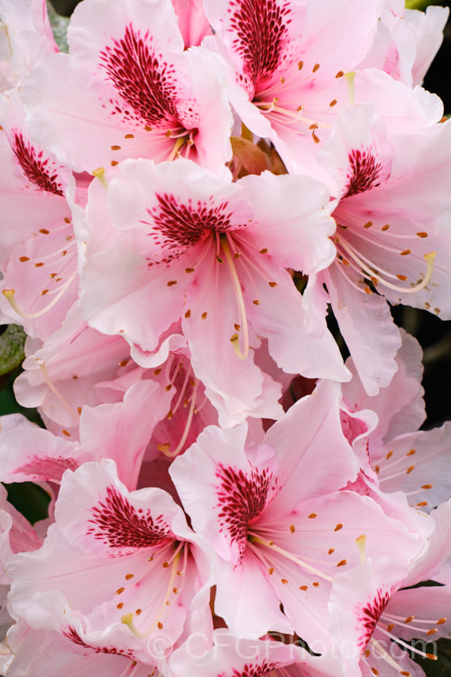 Rhododendron 'Mrs GW. Leak' ('Coombe. Royal' x 'Chevalier. Felix de Sauvage'), a 2-4m high shrub raised by Koster of Holland before 1934The boldly marked flowers are usually abundant and very distinctive with the red flare in the throat