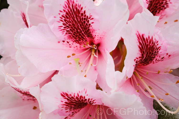 Rhododendron 'Mrs GW. Leak' ('Coombe. Royal' x 'Chevalier. Felix de Sauvage'), a 2-4m high shrub raised by Koster of Holland before 1934The boldly marked flowers are usually abundant and very distinctive with the red flare in the throat