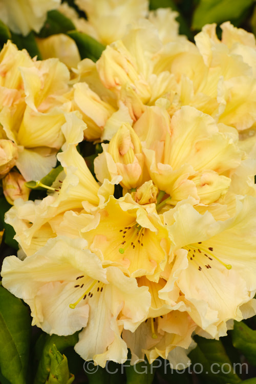 Rhododendron 'Top. Banana' ('Hotei' x unknown</i>). A compact hybrid raised by the American breeder. Whitney but registered by Sather in 1985. Very hardy for a yellow-flowered rhododendron