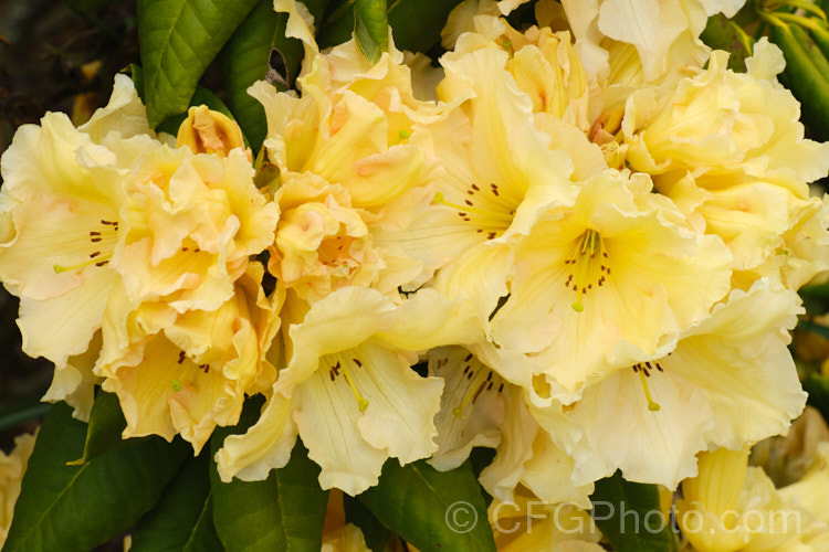 Rhododendron 'Top. Banana' ('Hotei' x unknown</i>). A compact hybrid raised by the American breeder. Whitney but registered by Sather in 1985. Very hardy for a yellow-flowered rhododendron