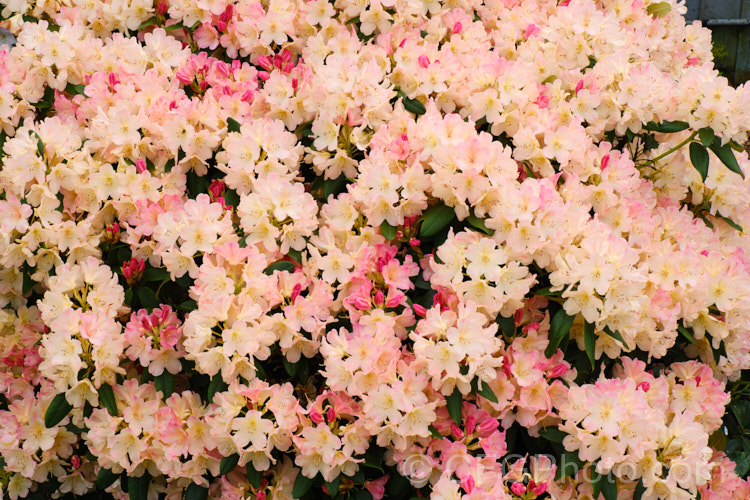 Rhododendron 'Percy. Wiseman' (<i>Rhododendron degronianum subsp. yakushimanum x Fabia 'Tangerine'), a rounded, 1-1.5m high, mid-season-flowering shrub registered by Waterer, Sons &. Crisp of Britain in 1971