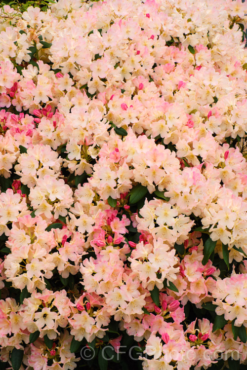Rhododendron 'Percy. Wiseman' (<i>Rhododendron degronianum subsp. yakushimanum x Fabia 'Tangerine'), a rounded, 1-1.5m high, mid-season-flowering shrub registered by Waterer, Sons &. Crisp of Britain in 1971