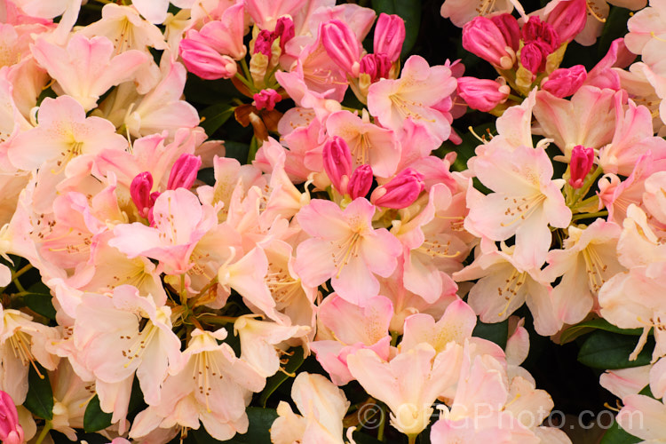 Rhododendron 'Percy. Wiseman' (<i>Rhododendron degronianum subsp. yakushimanum x Fabia 'Tangerine'), a rounded, 1-1.5m high, mid-season-flowering shrub registered by Waterer, Sons &. Crisp of Britain in 1971