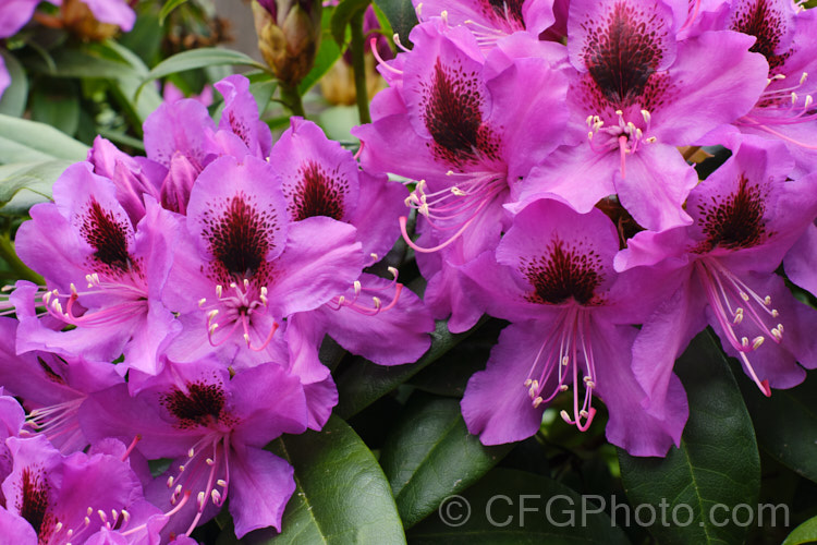 Rhododendron 'Bumble. Bee', a New Zealand raised hybrid in the style of 'Purple Splendour' and other. R ponticum hybrids. It grows to around 3m tall and flowers mid-spring