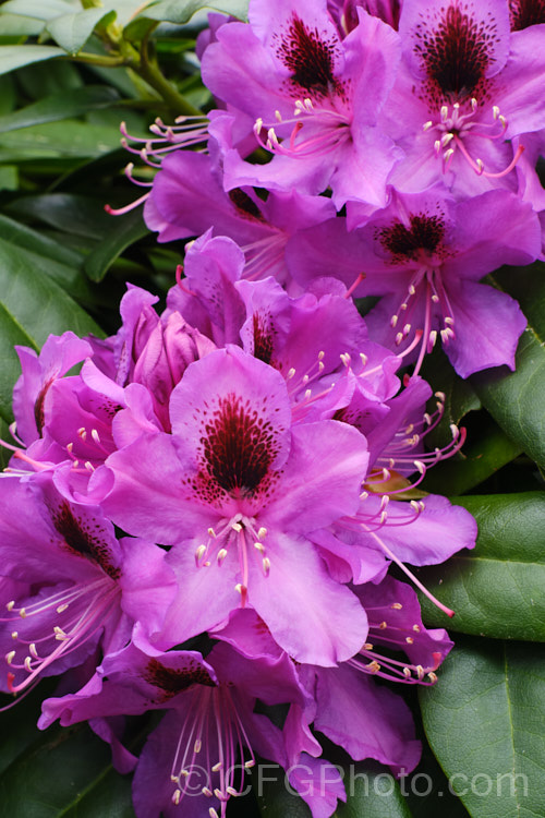 Rhododendron 'Bumble. Bee', a New Zealand raised hybrid in the style of 'Purple Splendour' and other. R ponticum hybrids. It grows to around 3m tall and flowers mid-spring