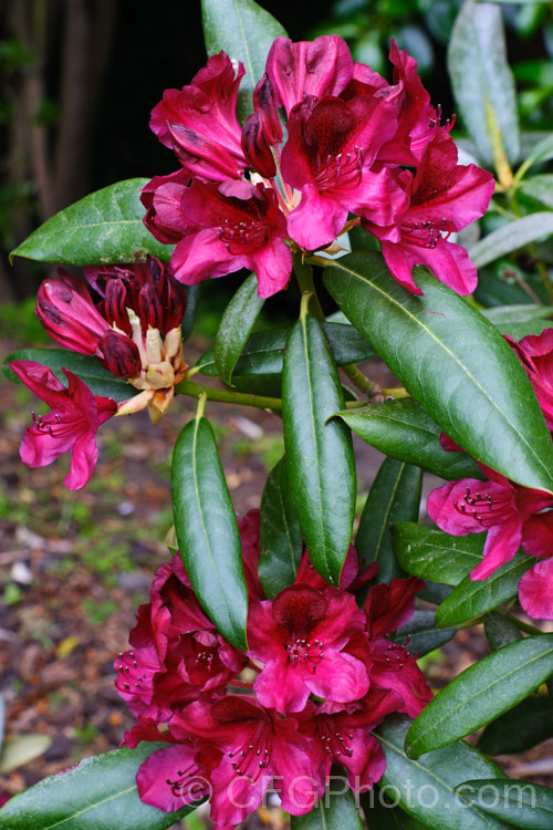 Rhododendron 'Black Sport', bred byAmerican. Ben. Nelson, this hybrid is of uncertain origin but probably has. Rhododendron ponticum in its background. Introduced in 1982, it has a very distinctive flower colour and equally dark foliage