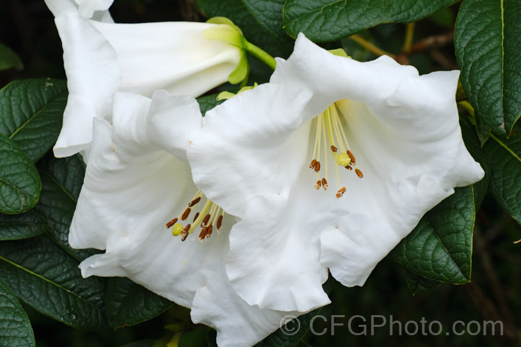 Rhododendron nuttallii, an evergreen shrub or tree up to 10m tall, from north-east. India, northern Burma and Tibet. The waxy-textured flowers are fragrant and very large
