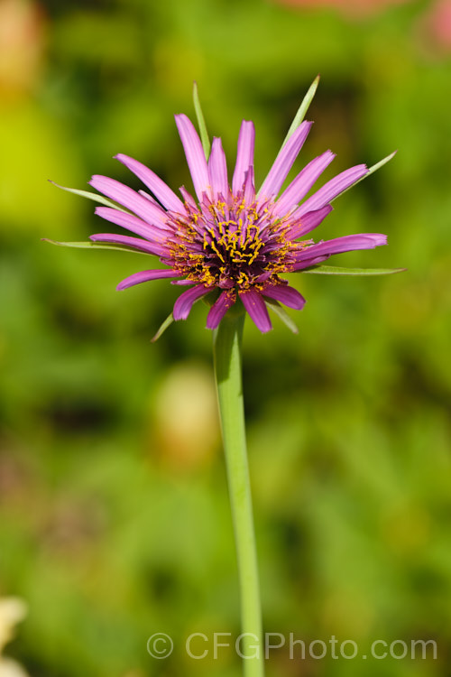 Salsify or Vegetable Oyster (<i>Tragopogon porrifolius</i>), a Mediterranean biennial sometimes grown for its edible parsnip-like root. The flowers open in the morning and close by midday. tragopogon-3364htm'>Tragopogon.